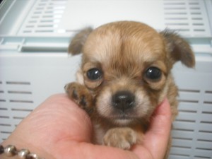 チワワ　ブリーダー　子犬販売の専門店　AngelWan　湘南　横浜市　戸塚区　泉区