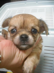 チワワ　ブリーダー　子犬販売の専門店　AngelWan　東京　神奈川　千葉　埼玉　全国