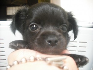 チワワ　ブリーダー　子犬販売の専門店　AngelWan　横浜　湘南　町田　相模原