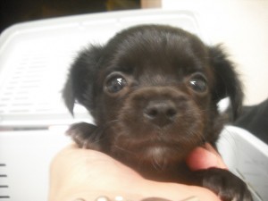 チワワ　ブリーダー　子犬販売の専門店　AngelWan　神奈川　東京　千葉　埼玉