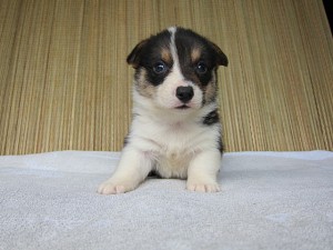 ブリーダー　子犬販売の専門店　AngelWan　コーギー　横浜　町田　相模原