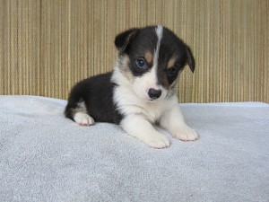 ブリーダー　子犬販売の専門店　AngelWan　コーギー　東京　神奈川　千葉　埼玉