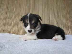 ブリーダー　子犬販売の専門店　AngelWan　コーギー　横浜市　戸塚区　泉区　港南区