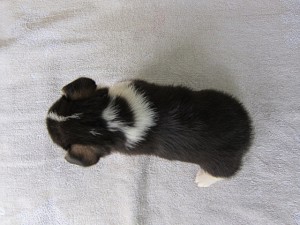 ブリーダー　子犬販売の専門店　AngelWan　コーギー　室内犬　番犬　セキュリティ