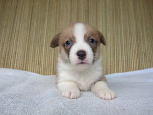 コーギー ブリーダー 子犬 ブリーダー 子犬販売の専門店 AngelWan コーギー 良血統 東京 神奈川 千葉