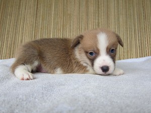 コーギー 仔犬 オス 番犬 ブリーダー 子犬販売の専門店 AngelWan コーギー 番犬 横浜市 戸塚区 泉区