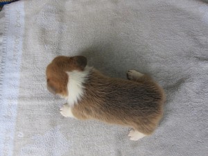 コーギー 中型犬 こいぬ ブリーダー 子犬販売の専門店 AngelWan コーギー 胴長短足