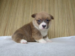 ブリーダー　子犬販売の専門店　AngelWan　コーギー　ペットショップ