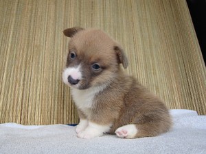 ブリーダー　子犬販売の専門店　AngelWan　コーギー　関東　全国発送可能