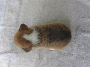 ブリーダー　子犬販売の専門店　AngelWan　コーギー　東京　神奈川　千葉　埼玉