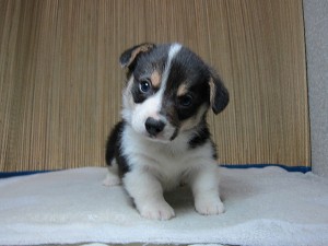 コーギー　ブリーダー　子犬販売の専門店　AngelWan　横浜市　戸塚区　泉区