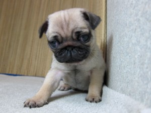 パグ 仔犬 お目目くりくり フォーン パグ ブリーダー 子犬販売の専門店 AngelWan 神奈川 東京 千葉 埼玉