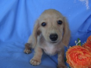 子犬販売の専門店　AngelWan　ブリーダー　横浜　カニンヘンダックス　東京　神奈川