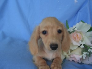 カニーンヘンダックスフンド ピュアクリーム ブリーダー 子犬販売の専門店 AngelWan 横浜 カニンヘンダックス 千葉 埼玉