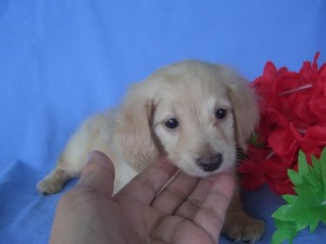 ブリーダー　子犬販売の専門店　AngelWan　小ぶり　カワイイ　きれい　こいぬ