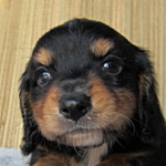 ブリーダー　子犬販売の専門店　AngelWan　ミニチュアダックスフンド　ロンフヘアード