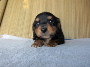 子犬販売の専門店　AngelWan　横浜　ダックス　ブリーダー　出産情報