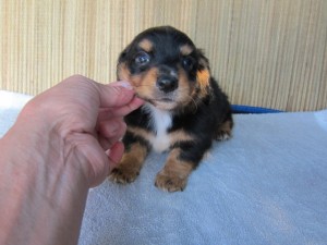 子犬販売の専門店　AngelWan　横浜　ダックス　ブリーダー　出産情報