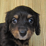 ブリーダー　子犬販売の専門店　ＡｎｇｅｌＷａｎ　横浜　ミニチュアダックスフンド