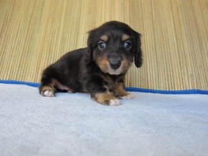 ブリーダー　子犬販売の専門店　ＡｎｇｅｌＷａｎ　横浜　ミニチュアダックスフンド