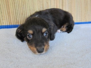 ブリーダー　子犬販売の専門店　ＡｎｇｅｌＷａｎ　横浜　ミニチュアダックスフンド　千葉