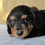 子犬販売の専門店　ＡｎｇｅｌＷａｎ　ブリーダー　横浜　ペットショップ