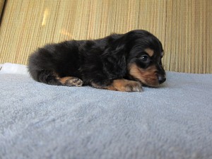 子犬販売の専門店　ＡｎｇｅｌＷａｎ　ブリーダー　横浜　ペットショップ　全国発送可能