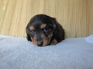 子犬販売の専門店　ＡｎｇｅｌＷａｎ　ブリーダー　横浜　ペットショップ　通信販売