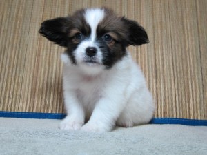 ブリーダー　子犬販売の専門店　ＡｎｇｅｌＷａｎ　パピヨン　全国発送可能　小型犬