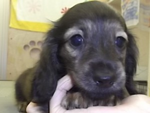 カニーンヘンダックスフンド　ブリーダー　子犬販売の専門店　AngelWan　横浜　全国