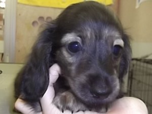カニーンヘンダックスフンド　ブリーダー　子犬販売の専門店　AngelWan　横浜