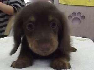 カニーンヘンダックスフンド 全国発送可能 仔犬 カニーンヘンダックスフンド ブリーダー 子犬販売の専門店 AngelWan 横浜