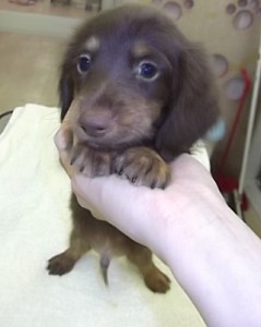 カニーンヘンダックスフンド　ブリーダー　子犬販売の専門店　AngelWan　横浜　人気