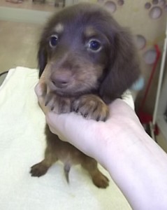 カニーンヘンダックスフンド オス チョコタン カニーンヘンダックスフンド ブリーダー 子犬販売の専門店 AngelWan 横浜 人気