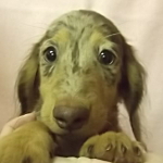 ミニチュアダックスフンド　ブリーダー　子犬販売の専門店　AngelWan　横浜