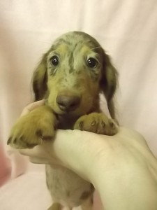 ミニチュアダックスフンド　ブリーダー　子犬販売の専門店　AngelWan　横浜