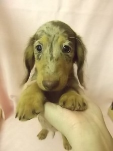 ミニチュアダックスフンド　ブリーダー　子犬販売の専門店　AngelWan　横浜　全国