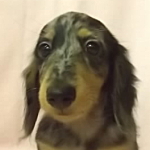 ミニチュアダックスフンドの子犬 シルバーダップル ミニチュアダックスフンド ブリーダー 子犬販売の専門店 AngelWan 横浜