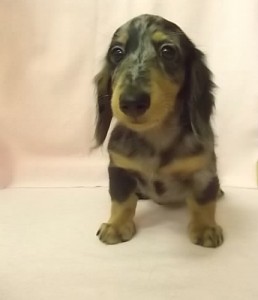 ミニチュアダックスフンド 全国発送可能 ブリーダー 販売 ミニチュアダックスフンド ブリーダー 子犬販売の専門店 AngelWan 横浜