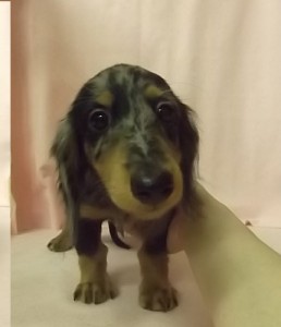 ミニチュアダックスフンド レアカラー シルバーダップル ミニチュアダックスフンド ブリーダー 子犬販売の専門店 AngelWan 東京 神奈川