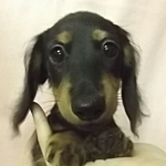 ミニチュアダックスフンド　ブリーダー　子犬販売の専門店　AngelWan　横浜
