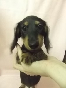 ミニチュアダックスフンド　ブリーダー　子犬販売の専門店　AngelWan　横浜