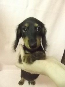 ミニチュアダックスフンド　ブリーダー　子犬販売の専門店　AngelWan　千葉　埼玉