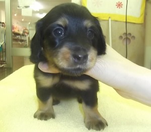 ミニチュアダックスフンド　ブリーダー　子犬販売の専門店　AngelWan　全国発送可能