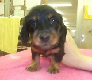 ミニチュアダックス　ブリーダー　子犬販売の専門店　AngelWan　PUPPY