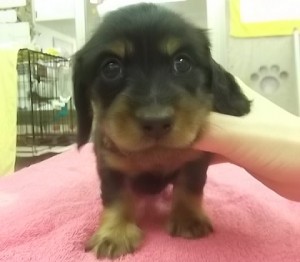 ミニチュアダックス　ブリーダー　子犬販売の専門店　AngelWan　全国　直送