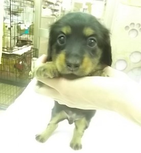 ミニチュアダックスフンド　ブリーダー　子犬販売の専門店　AngelWan　横浜