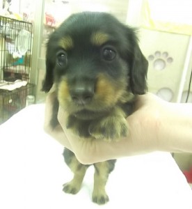 ミニチュアダックスフンド　ブリーダー　子犬販売の専門店　AngelWan　横浜