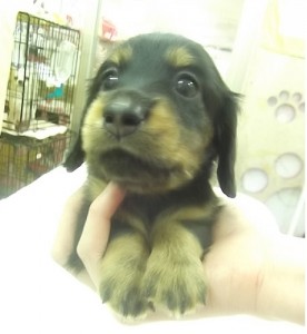 ミニチュアダックスフンド　ブリーダー　子犬販売の専門店　AngelWan　横浜　湘南