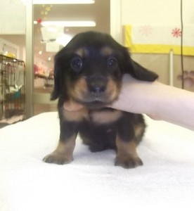 ミニチュアダックスフンド　ブリーダー　子犬販売の専門店　AngelWan　神奈川県